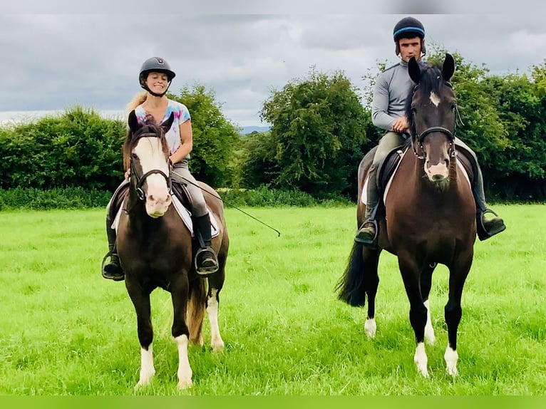 Cob Gelding 4 years 14,1 hh Brown in Mountrath