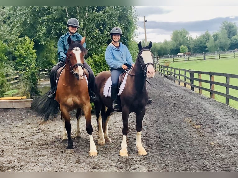 Cob Gelding 4 years 14,1 hh Brown in Mountrath