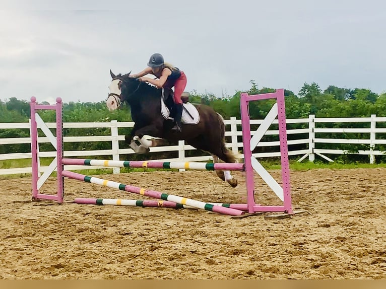 Cob Gelding 4 years 14,1 hh Brown in Mountrath