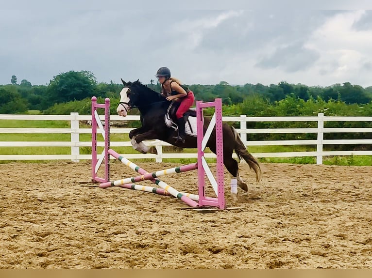 Cob Gelding 4 years 14,1 hh Brown in Mountrath