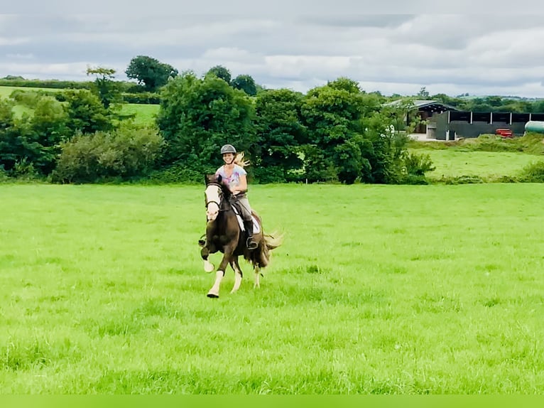 Cob Gelding 4 years 14,1 hh Brown in Mountrath
