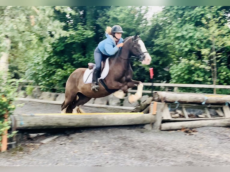 Cob Gelding 4 years 14,1 hh Brown in Mountrath