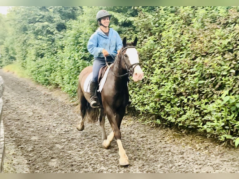 Cob Gelding 4 years 14,1 hh Brown in Mountrath
