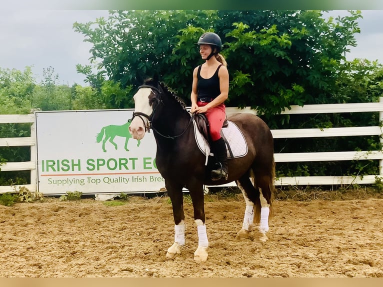 Cob Gelding 4 years 14,1 hh Brown in Mountrath