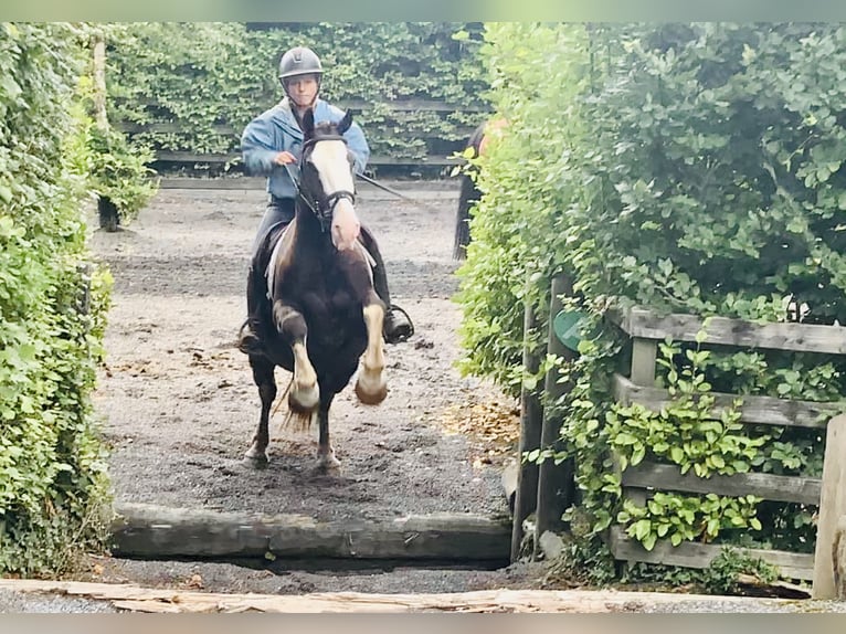 Cob Gelding 4 years 14,1 hh Brown in Mountrath