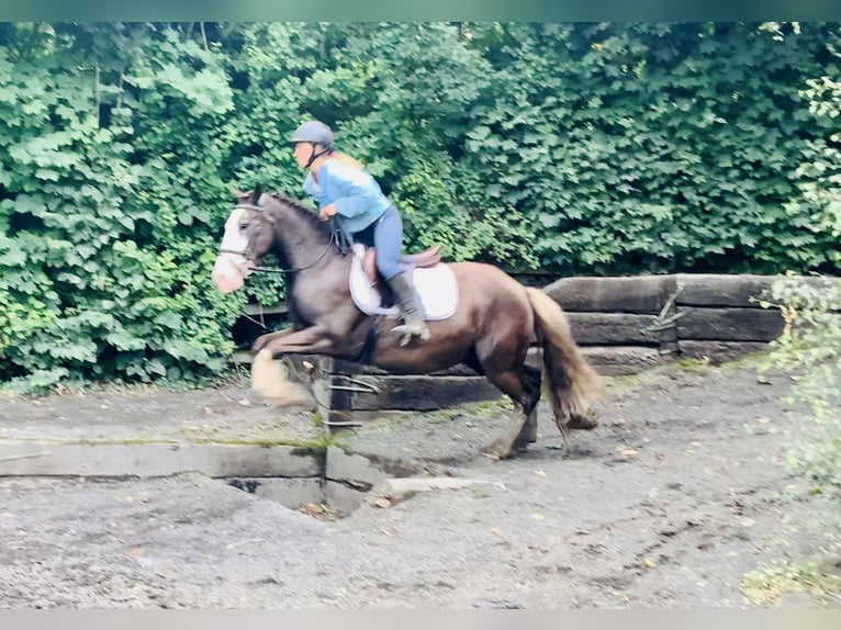 Cob Gelding 4 years 14,1 hh Brown in Mountrath