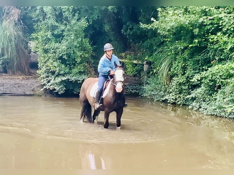 Cob Gelding 4 years 14,1 hh Brown in Mountrath