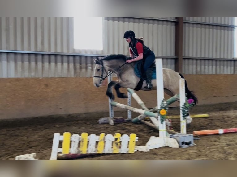 Cob Gelding 4 years 14,1 hh Dun in Sligo