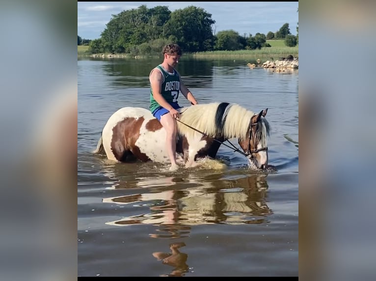 Cob Gelding 4 years 14,1 hh Tobiano-all-colors in Westmeath
