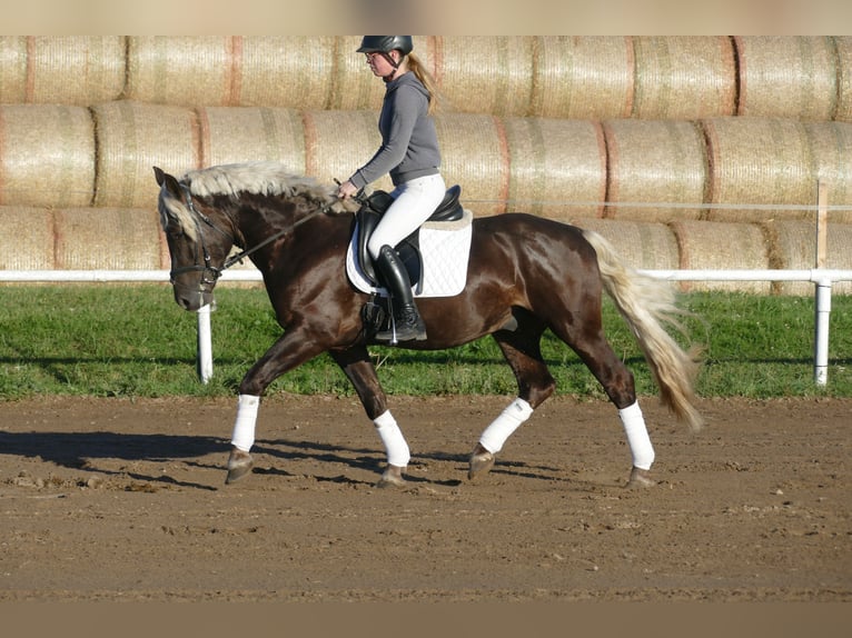 Cob Gelding 4 years 14,3 hh in Ganschow
