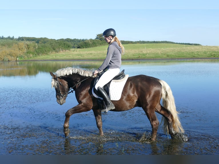 Cob Gelding 4 years 14,3 hh in Ganschow