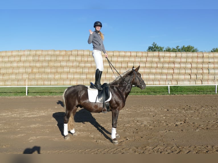 Cob Gelding 4 years 14,3 hh in Ganschow