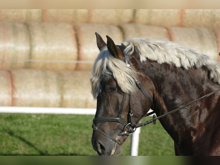 Cob Gelding 4 years 14,3 hh in Ganschow