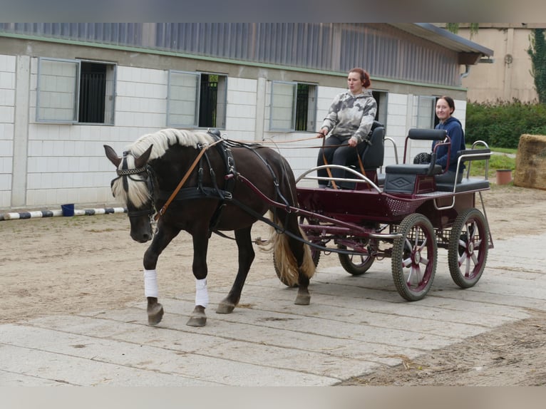 Cob Gelding 4 years 14,3 hh in Ganschow