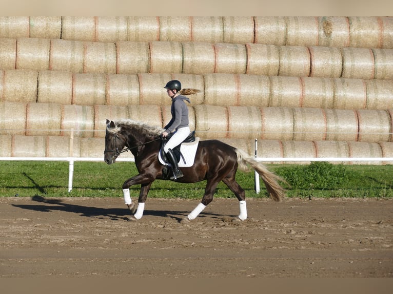 Cob Gelding 4 years 14,3 hh in Ganschow