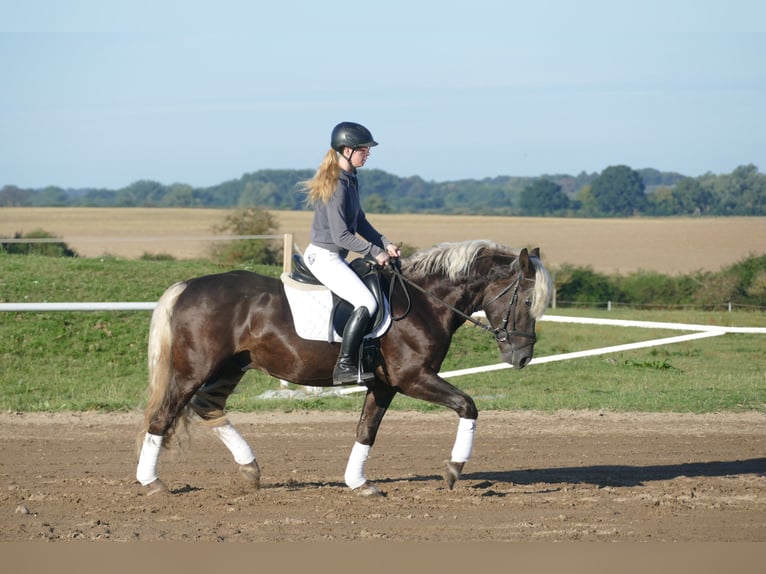 Cob Gelding 4 years 14,3 hh in Ganschow