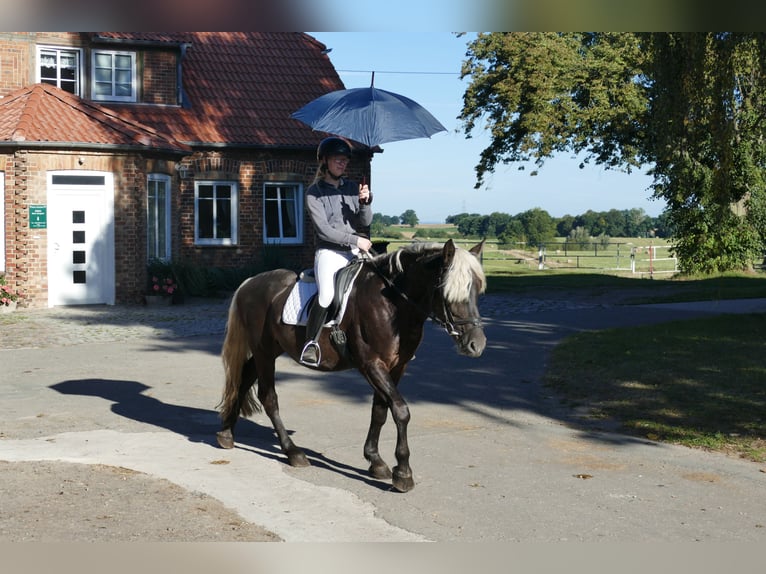 Cob Gelding 4 years 14,3 hh in Ganschow