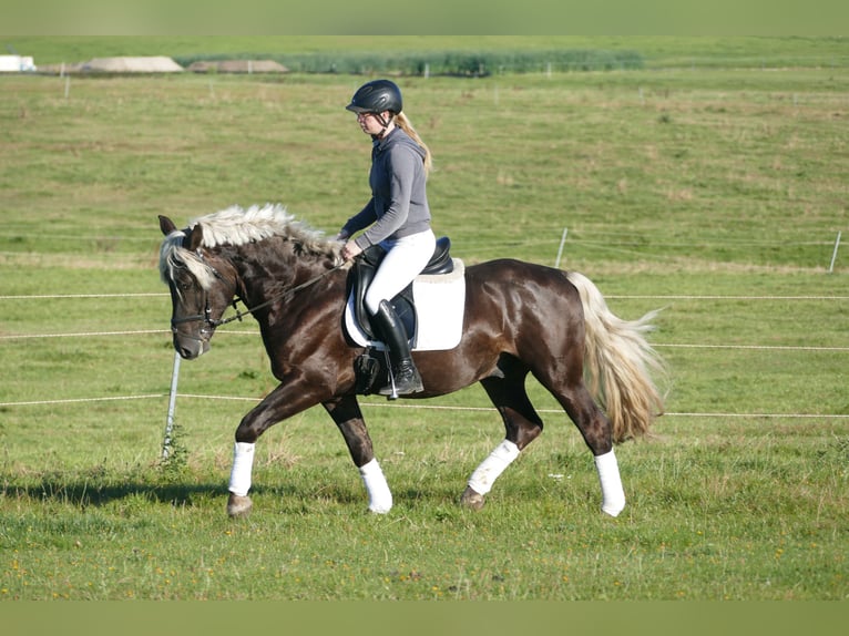 Cob Gelding 4 years 14,3 hh in Ganschow