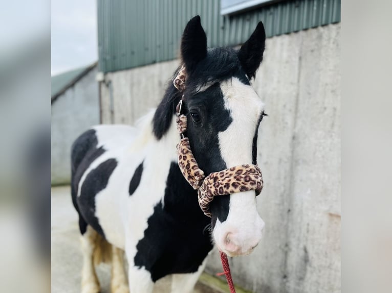 Cob Gelding 4 years 15,1 hh Leopard-Piebald in Sligo