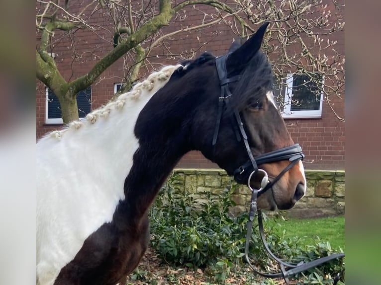 Cob Gelding 4 years 15,1 hh Pinto in Hopsten