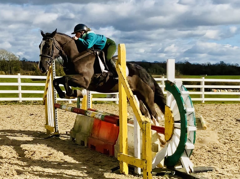 Cob Gelding 4 years 15,2 hh Black in ntrath