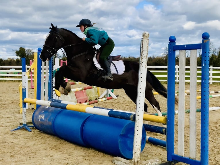 Cob Gelding 4 years 15,2 hh Black in ntrath