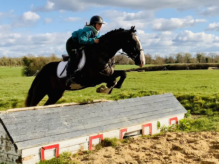 Cob Gelding 4 years 15,2 hh Black in ntrath