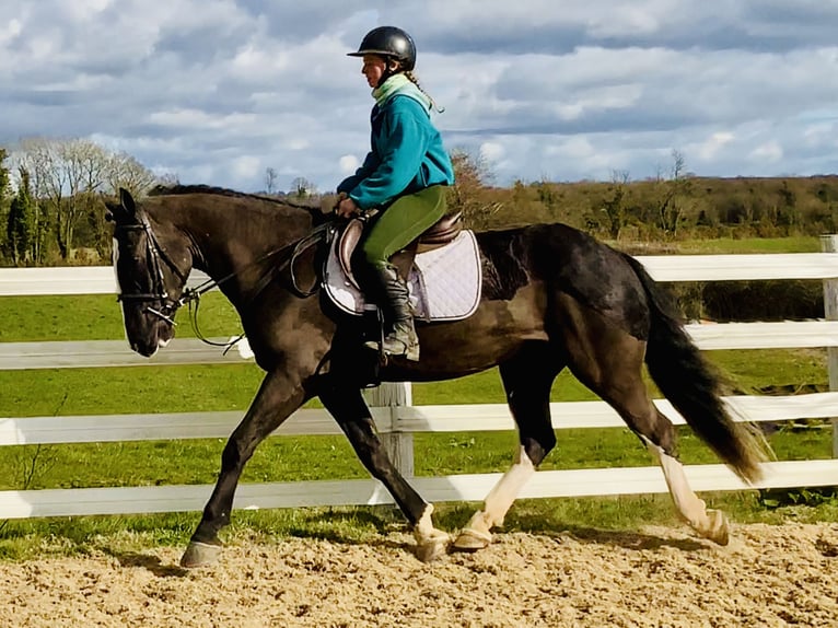 Cob Gelding 4 years 15,2 hh Black in ntrath