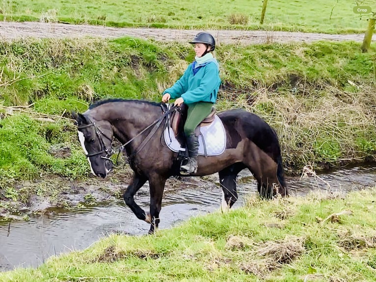 Cob Gelding 4 years 15,2 hh Black in ntrath