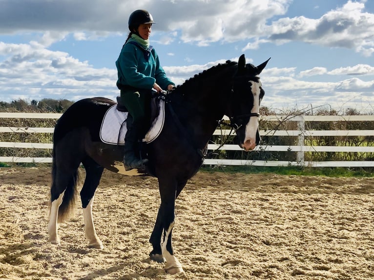 Cob Gelding 4 years 15,2 hh Black in ntrath