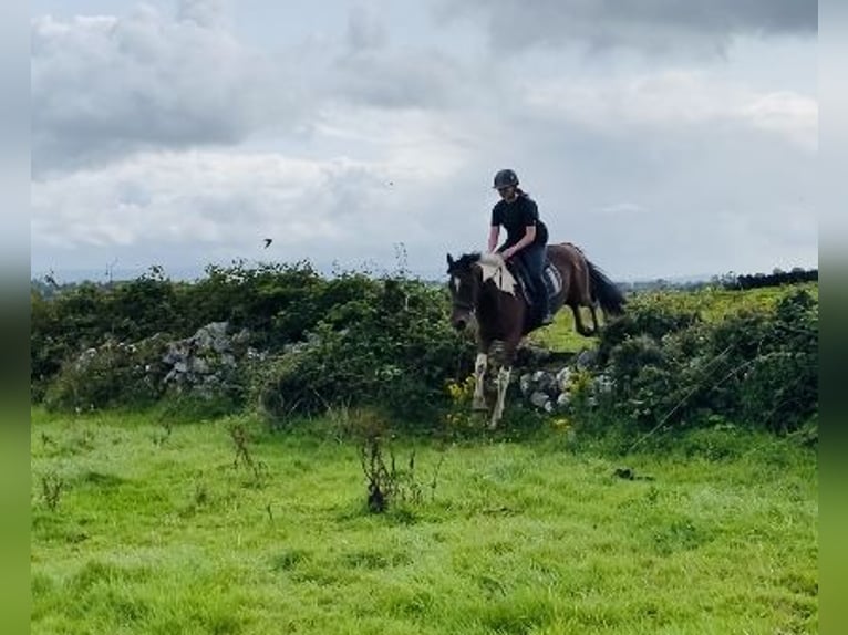 Cob Gelding 4 years 15,2 hh Pinto in Sligo