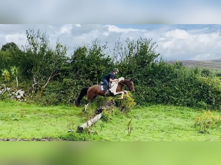 Cob Gelding 4 years 15,2 hh Pinto in Sligo