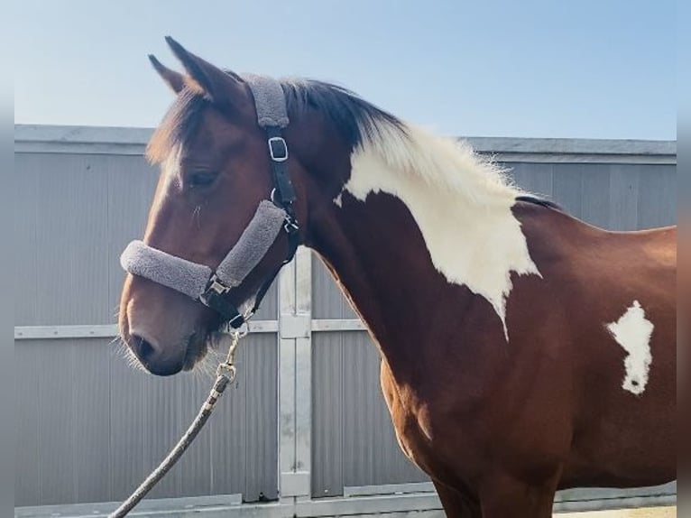 Cob Gelding 4 years 15,2 hh Pinto in Sligo