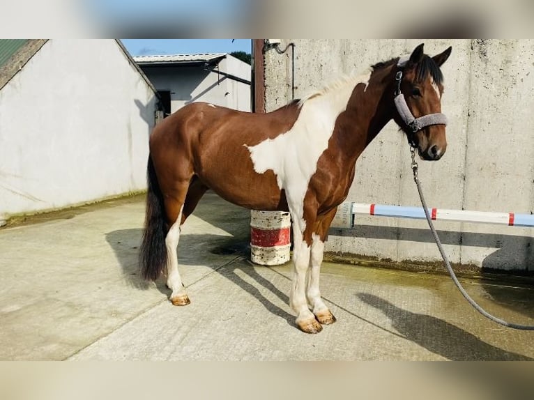 Cob Gelding 4 years 15,2 hh Pinto in Sligo