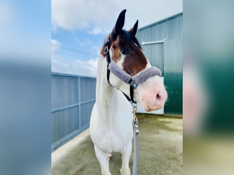 Cob Gelding 4 years 15,2 hh Pinto in Sligo