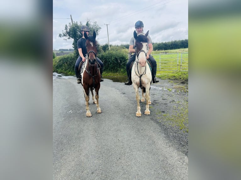 Cob Gelding 4 years 15,2 hh Pinto in Sligo