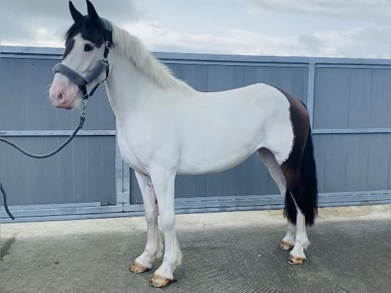 Cob Gelding 4 years 15,2 hh Pinto in Sligo