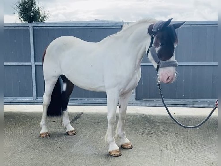 Cob Gelding 4 years 15,2 hh Pinto in Sligo