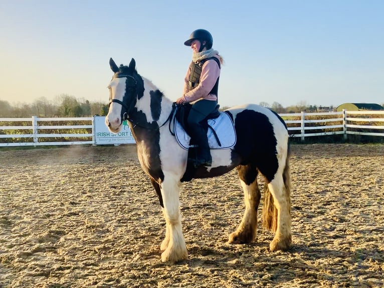 Cob Gelding 4 years 15,2 hh Pinto in Mountrath