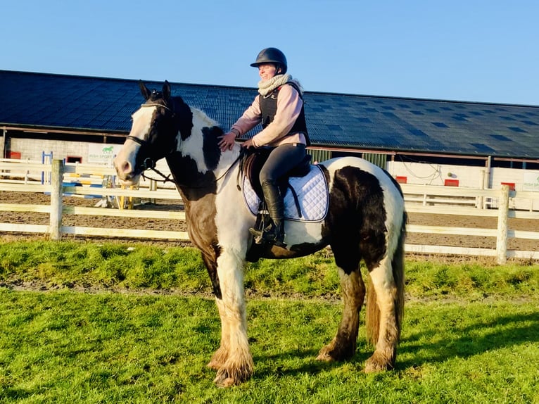 Cob Gelding 4 years 15,2 hh Pinto in Mountrath