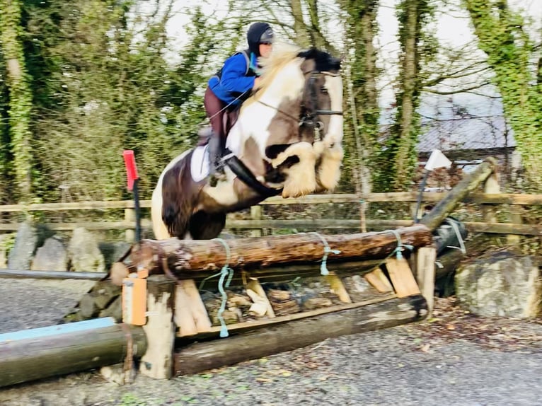 Cob Gelding 4 years 15,2 hh Pinto in Mountrath