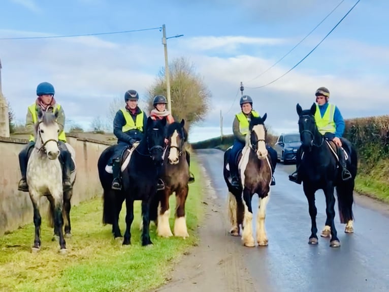 Cob Gelding 4 years 15,2 hh Pinto in Mountrath