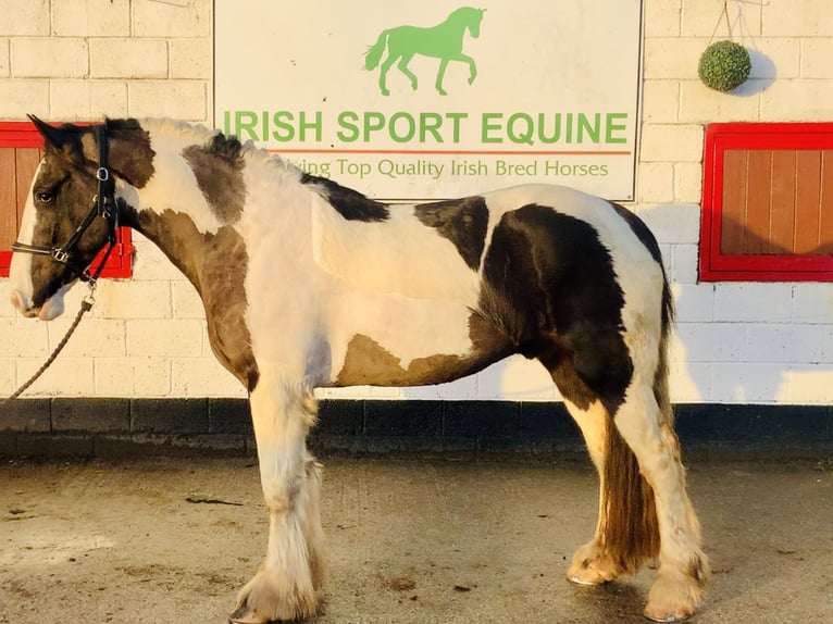 Cob Gelding 4 years 15,2 hh Pinto in Mountrath