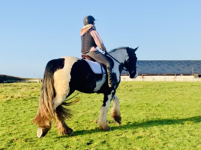 Cob Gelding 4 years 15,2 hh Pinto in Mountrath