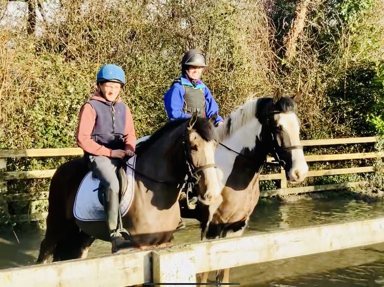 Cob Gelding 4 years 15,2 hh Pinto in Mountrath