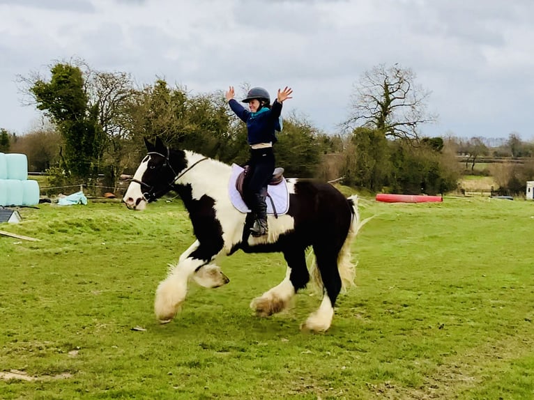 Cob Gelding 4 years 15,3 hh Pinto in Mountrath