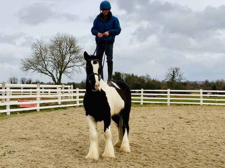 Cob Gelding 4 years 15,3 hh Pinto in Mountrath