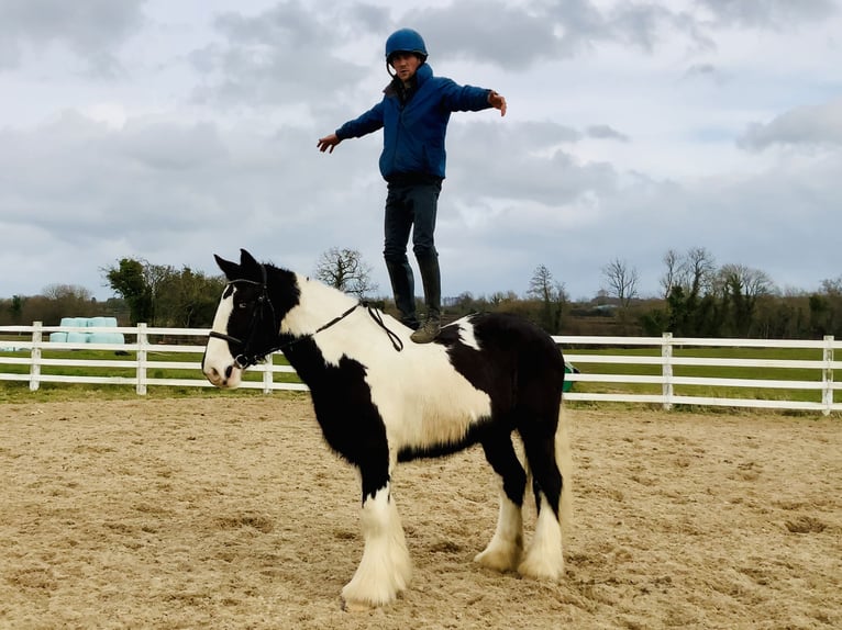 Cob Gelding 4 years 15,3 hh Pinto in Mountrath