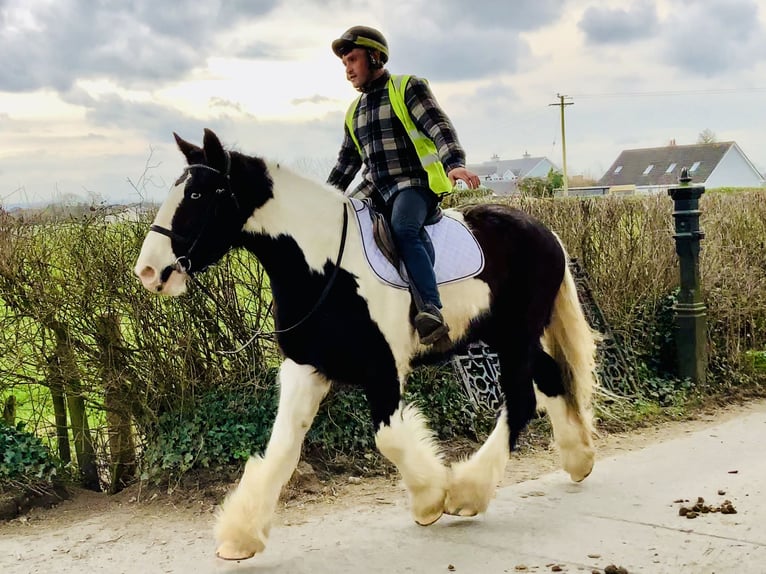 Cob Gelding 4 years 15,3 hh Pinto in Mountrath