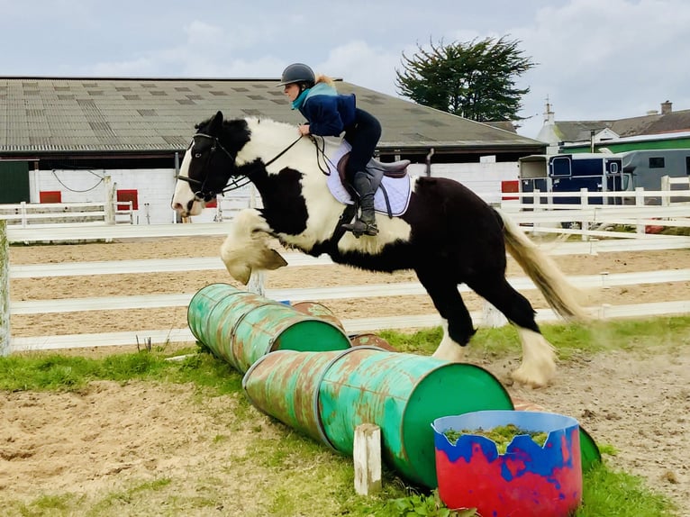 Cob Gelding 4 years 15,3 hh Pinto in Mountrath